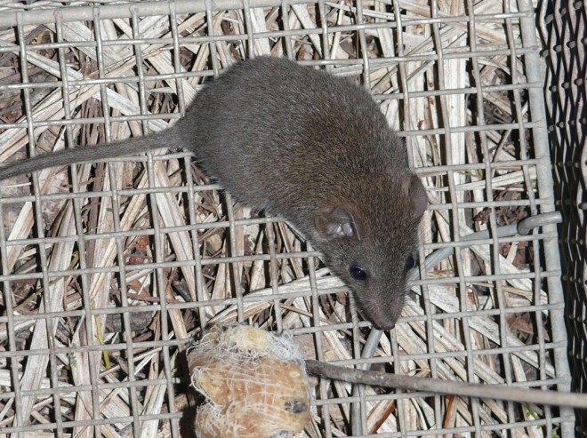 Agile Antechinus - Genoa River