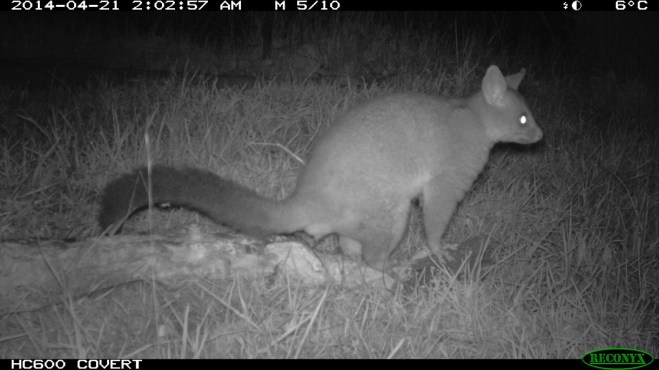 BT Possum - Genoa River