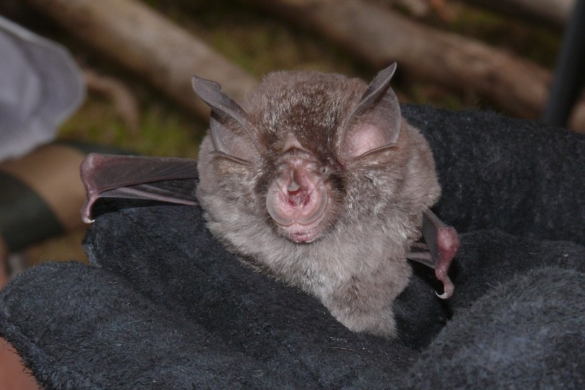 E Horseshoe Bat - Waterholes