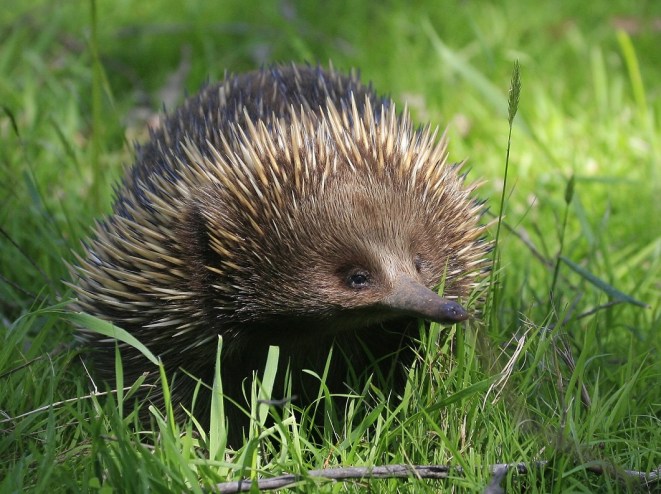 Echidna - Iveridge