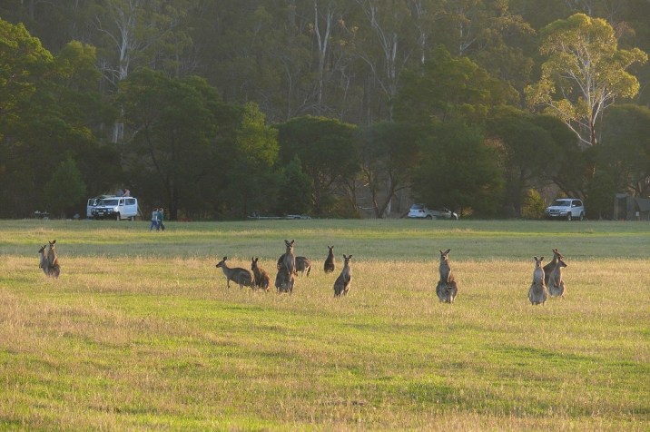 EG Kangaroos - Wallagaraugh Sanctuary