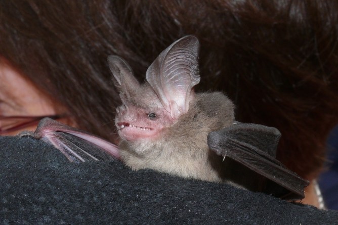 Gould's LE Bat - Waterholes
