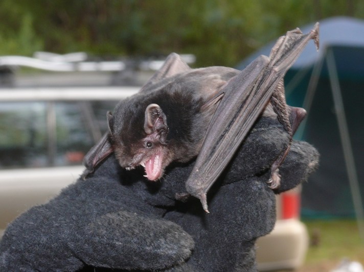 Gould's WB - Waterholes