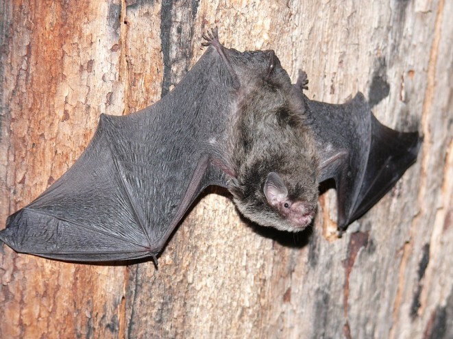 Little Forest Bat - Waterholes