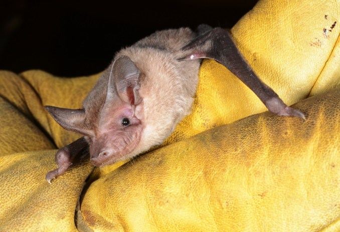 Southern Freetail Bat - Nardoo Hills