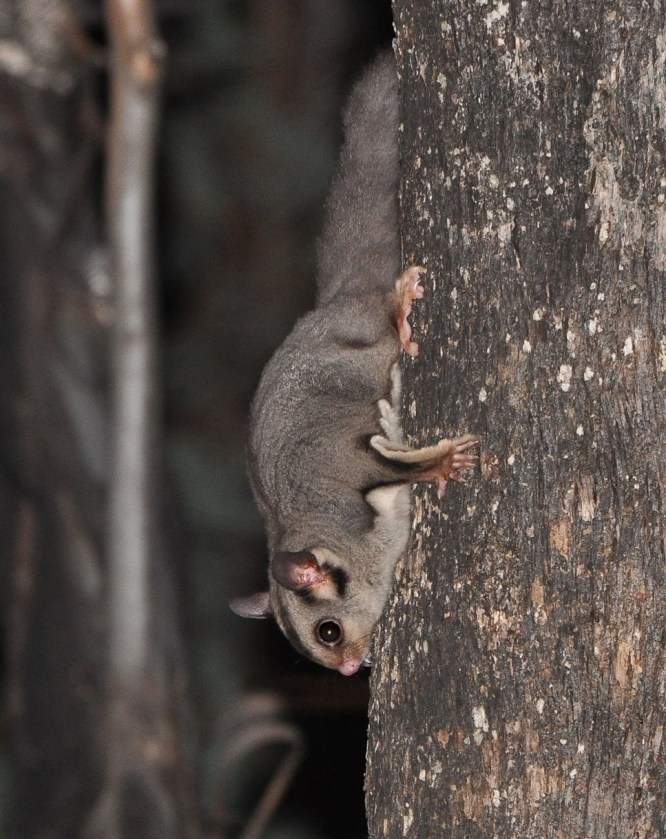 Sugar Glider - Clydesdale