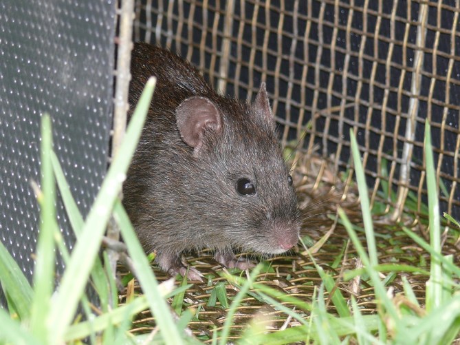 Swamp Rat - Wallagaraugh Sanctuary