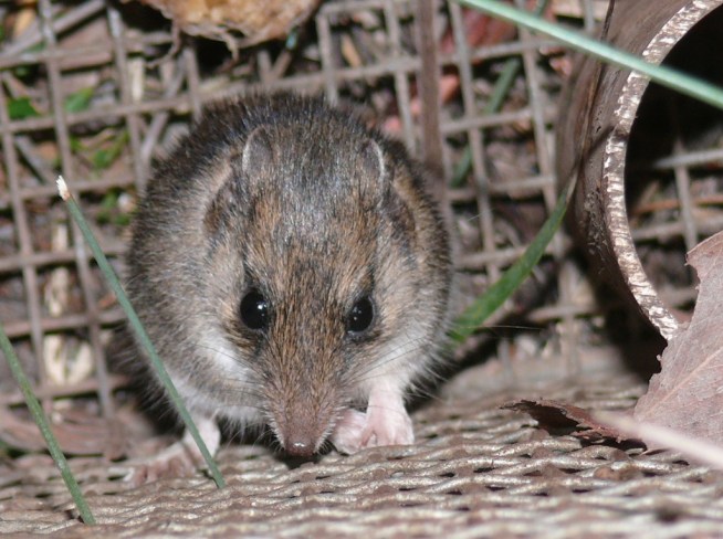 WF Dunnart - Prov  Ponds